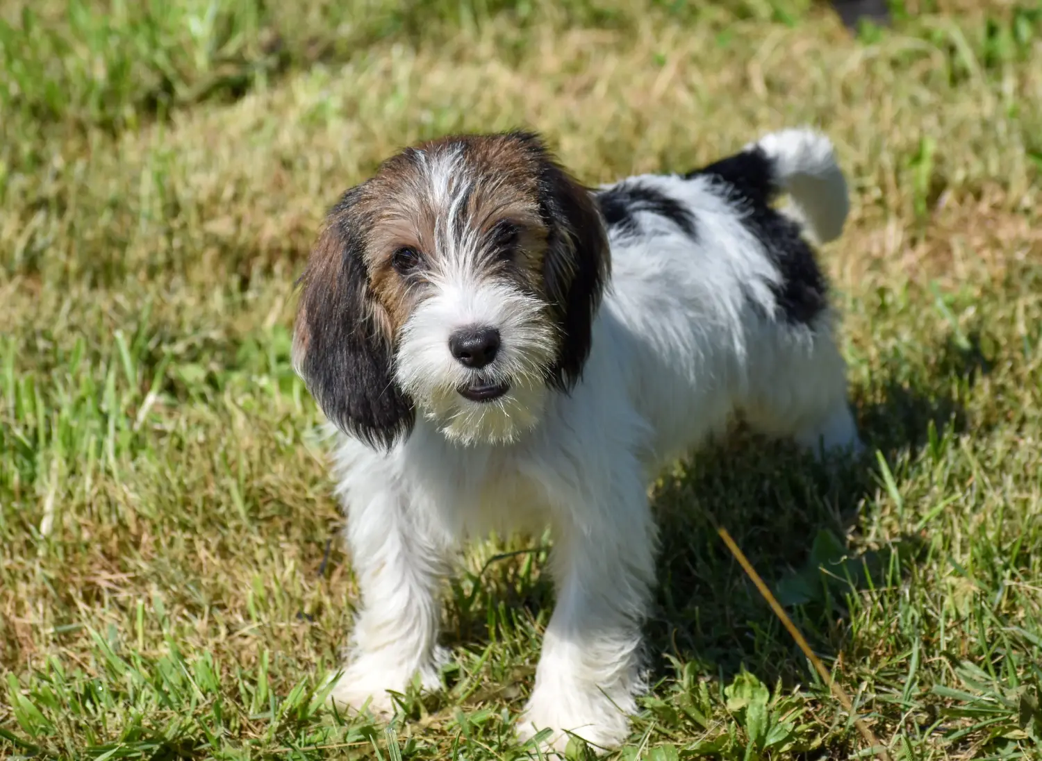 Buying a Petit Basset Griffon Vendéen puppy means taking responsibility! Petit Basset Griffon Vendéen puppies for sale.