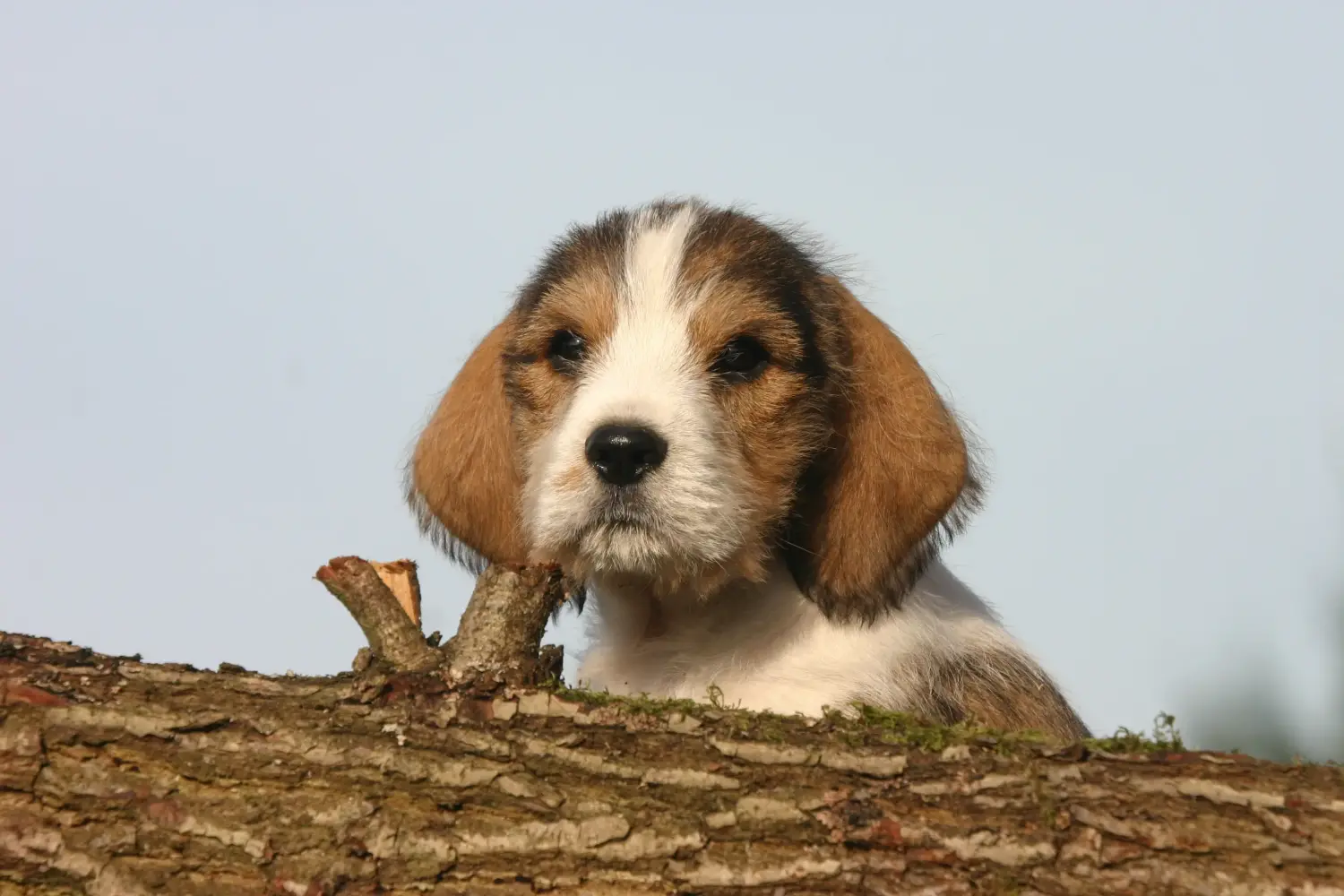 Buying a Petit Basset Griffon Vendéen puppy means taking responsibility! Petit Basset Griffon Vendéen puppies for sale.