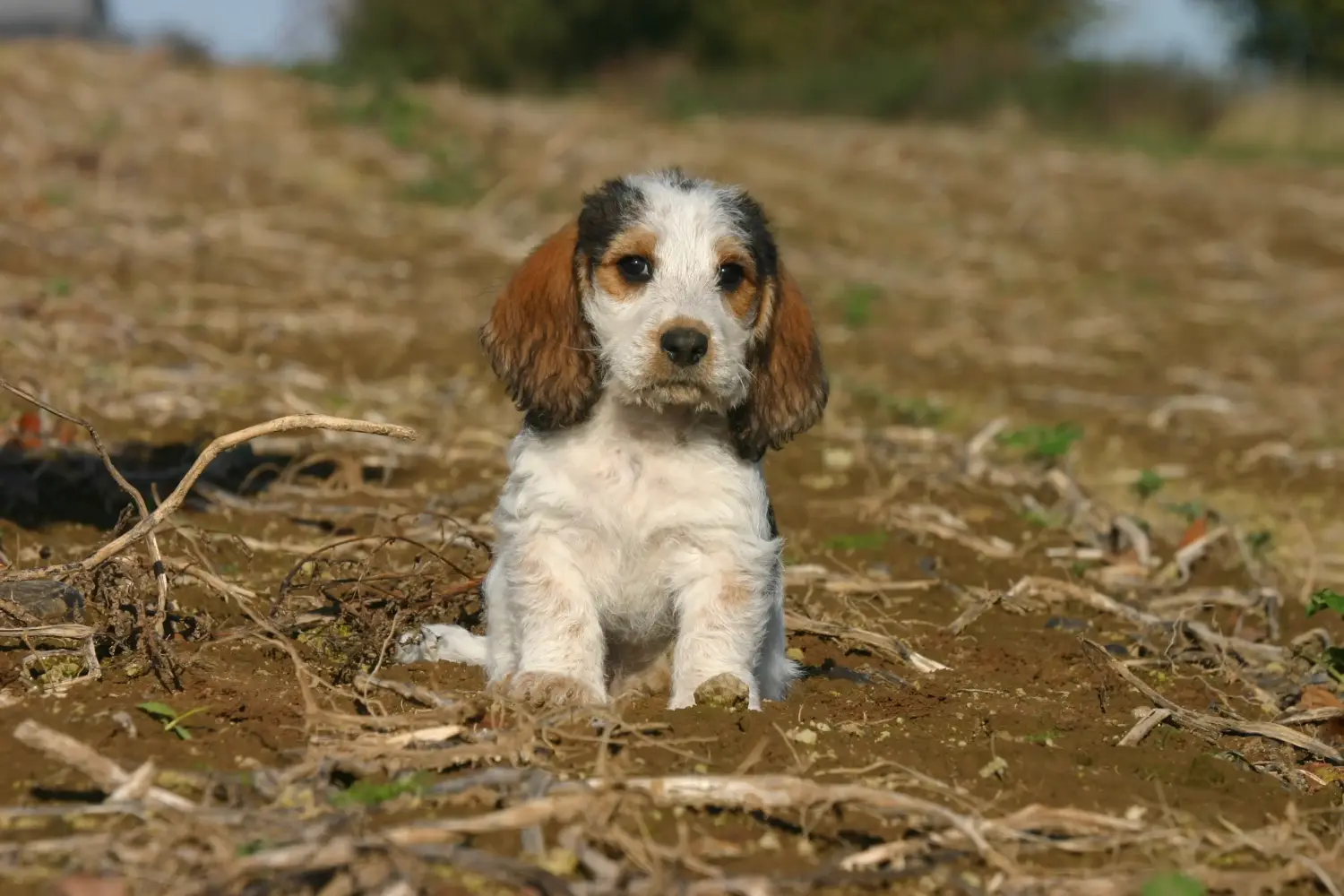 Buying a Petit Basset Griffon Vendéen puppy means taking responsibility! Petit Basset Griffon Vendéen puppies for sale.
