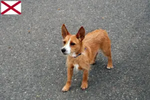 Read more about the article Podenco breeders and puppies in Alabama