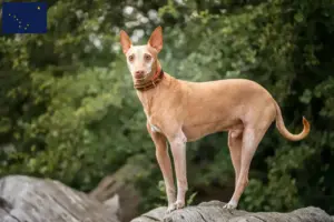 Read more about the article Podenco breeders and puppies in Alaska