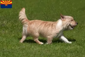 Read more about the article Podenco breeders and puppies in Arizona