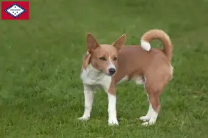 Read more about the article Podenco breeders and puppies in Arkansas