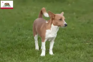 Read more about the article Podenco breeders and puppies in California
