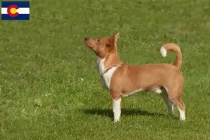 Read more about the article Podenco breeders and puppies in Colorado