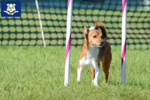 Read more about the article Podenco breeders and puppies in Connecticut