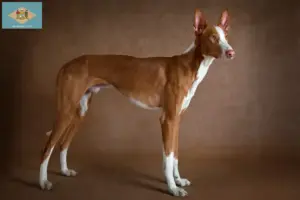 Read more about the article Podenco breeders and puppies in Delaware