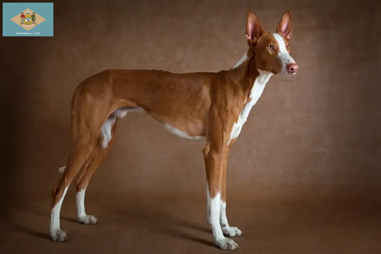 Podenco puppies and breeder Delaware Find Podencos breeders in Delaware here.