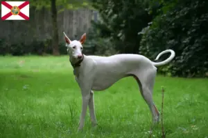 Read more about the article Podenco breeders and puppies in Florida