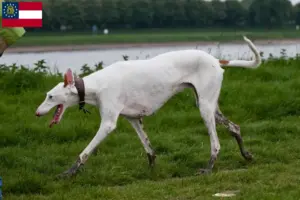 Read more about the article Podenco breeders and puppies in Georgia