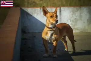 Read more about the article Podenco breeders and puppies in Hawaii