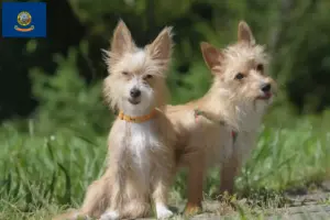 Read more about the article Podenco breeders and puppies in Idaho