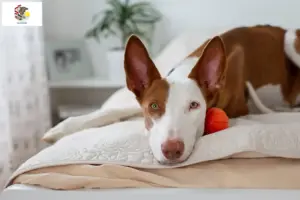 Read more about the article Podenco breeders and puppies in Illinois