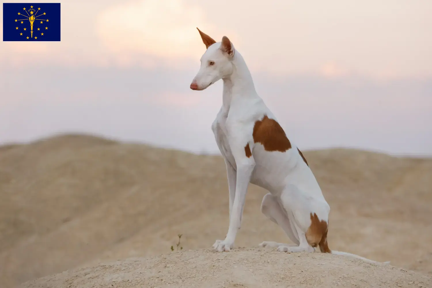 Read more about the article Podenco breeders and puppies in Indiana
