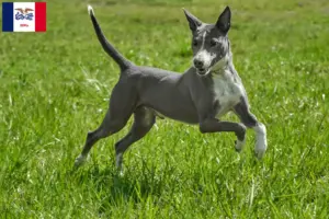Read more about the article Podenco breeders and puppies in Iowa