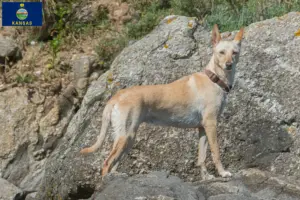 Read more about the article Podenco breeders and puppies in Kansas