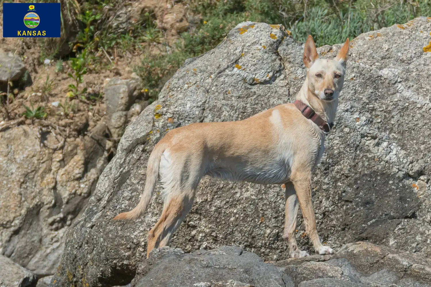 Podenco puppies and breeders Kansas Find Podencos breeders in Kansas here.