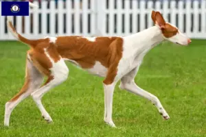 Read more about the article Podenco breeders and puppies in Kentucky