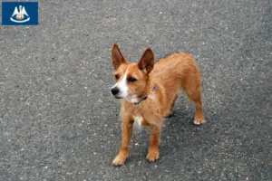 Read more about the article Podenco breeders and puppies in Louisiana