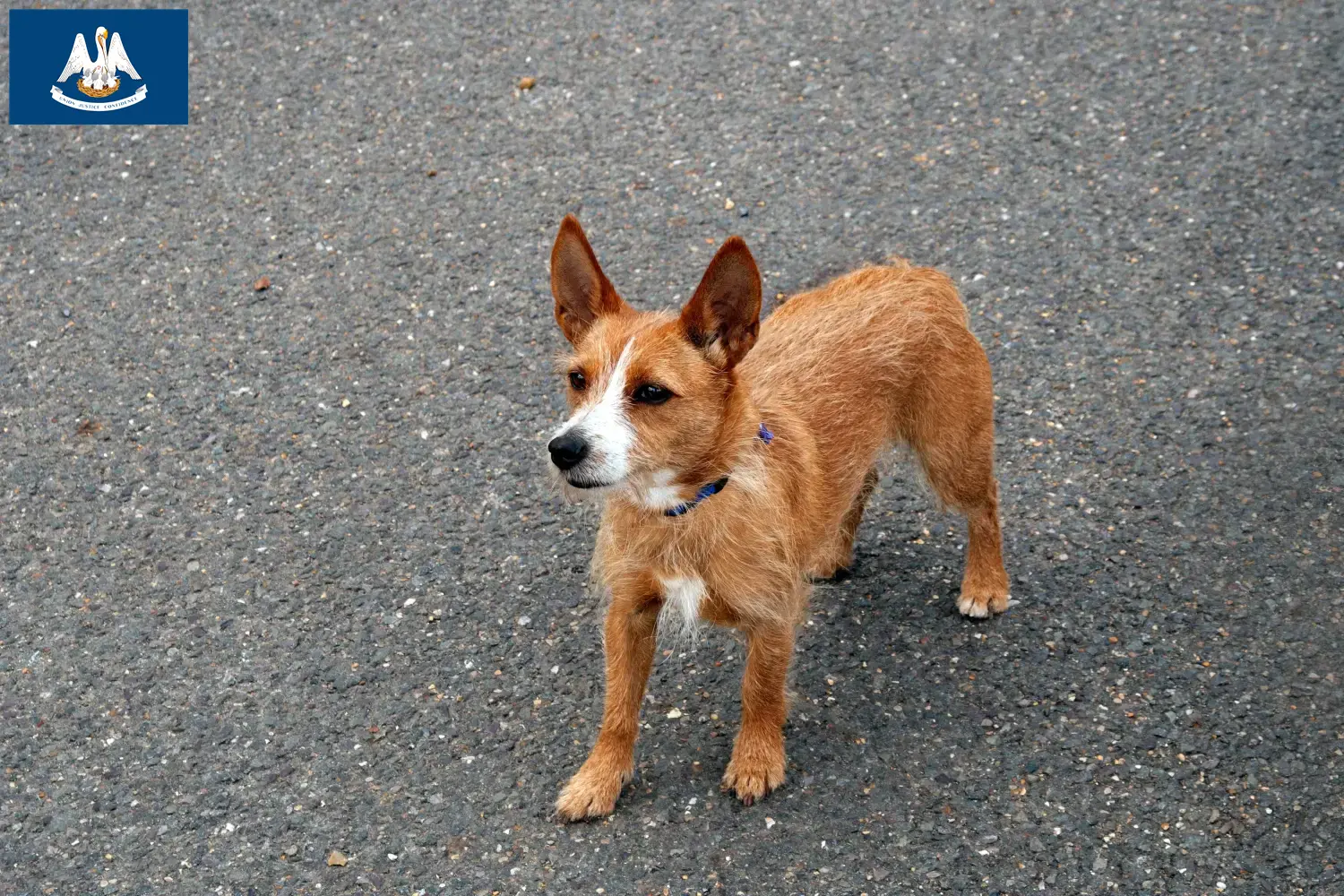 Podenco puppies and breeder Louisiana Find Podencos breeders in Louisiana here.