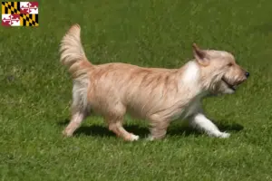 Read more about the article Podenco breeders and puppies in Maryland