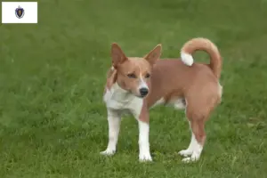 Read more about the article Podenco breeders and puppies in Massachusetts