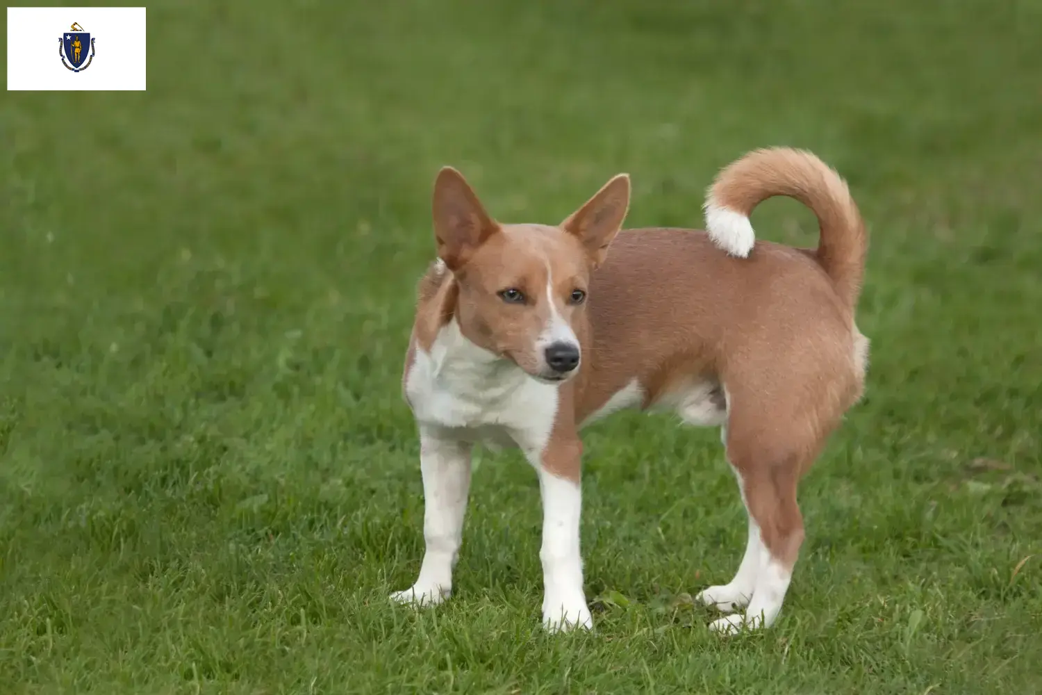 Podenco puppies and breeders Massachusetts Find Podencos breeders in Massachusetts here.