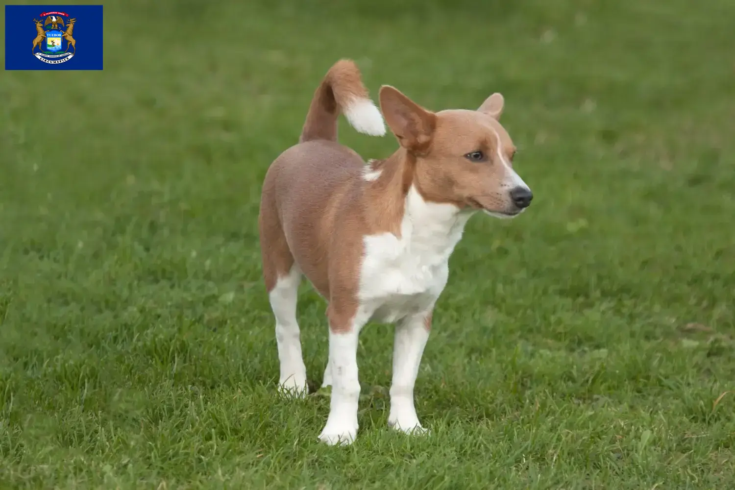 Podenco puppies and breeders Michigan Find Podencos breeders in Michigan here.