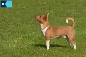 Read more about the article Podenco breeders and puppies in Minnesota