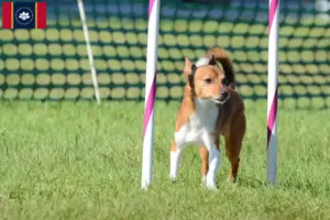 Read more about the article Podenco breeders and puppies in Mississippi