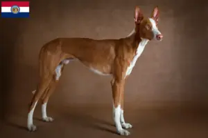 Read more about the article Podenco breeders and puppies in Missouri