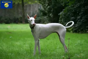 Read more about the article Podenco breeders and puppies in Montana