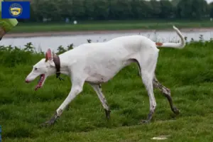 Read more about the article Podenco breeders and puppies in Nebraska
