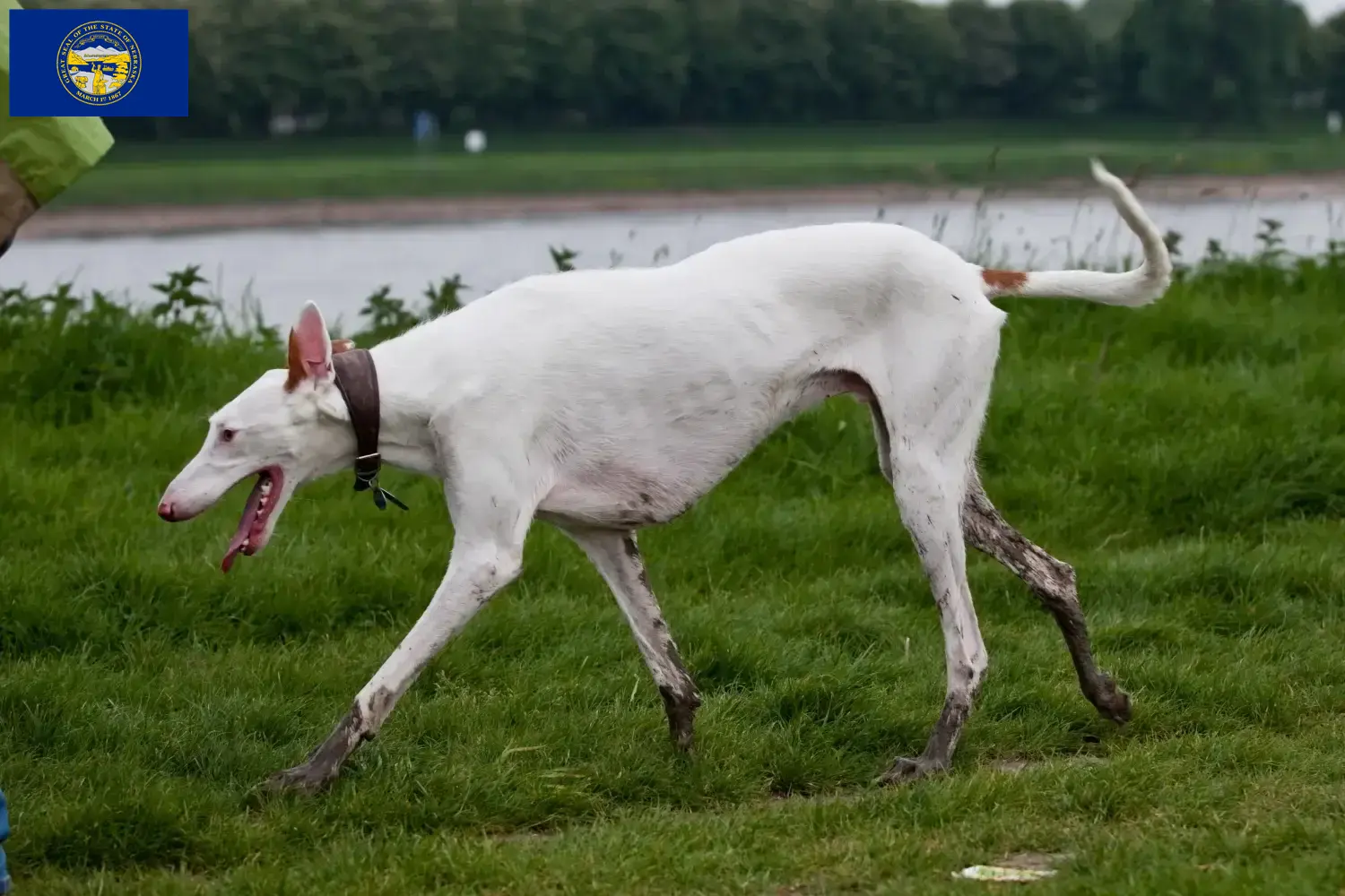 Podenco puppies and breeders Nebraska Find Podencos breeders in Nebraska.