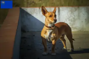 Read more about the article Podenco breeders and puppies in Nevada