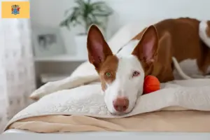 Read more about the article Podenco breeders and puppies in New Jersey