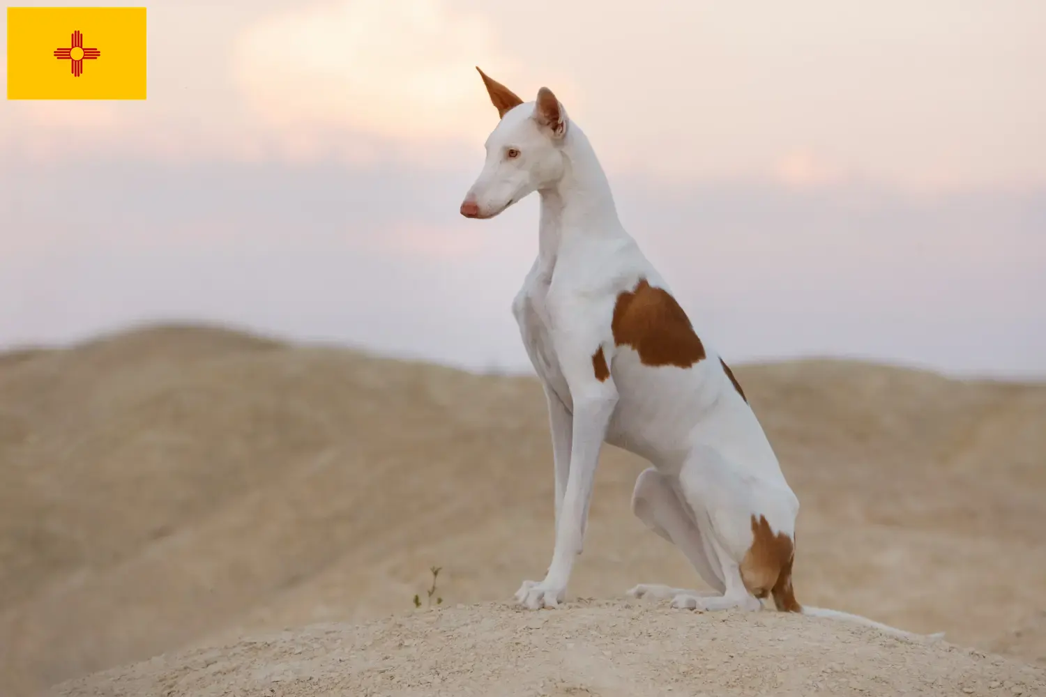 Podenco puppies and breeders New Mexico Find Podencos breeders in New Mexico here.