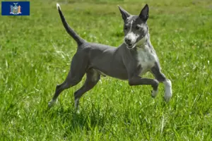 Read more about the article Podenco breeders and puppies in New York