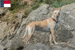 Read more about the article Podenco breeders and puppies in North Carolina