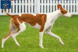 Read more about the article Podenco breeders and puppies in North Dakota