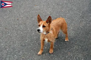 Read more about the article Podenco breeders and puppies in Ohio
