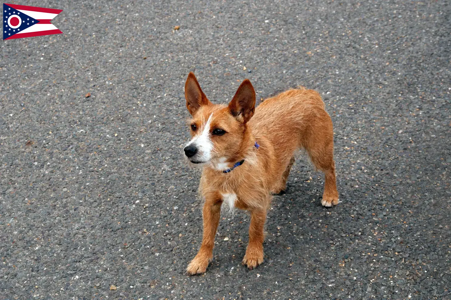 Podenco puppies and breeders Ohio Find Podencos breeders in Ohio.
