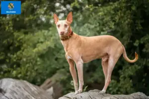 Read more about the article Podenco breeders and puppies in Oklahoma