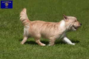 Read more about the article Podenco breeders and puppies in Oregon