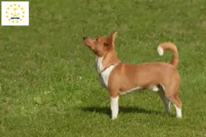 Read more about the article Podenco breeders and puppies in Rhode Island