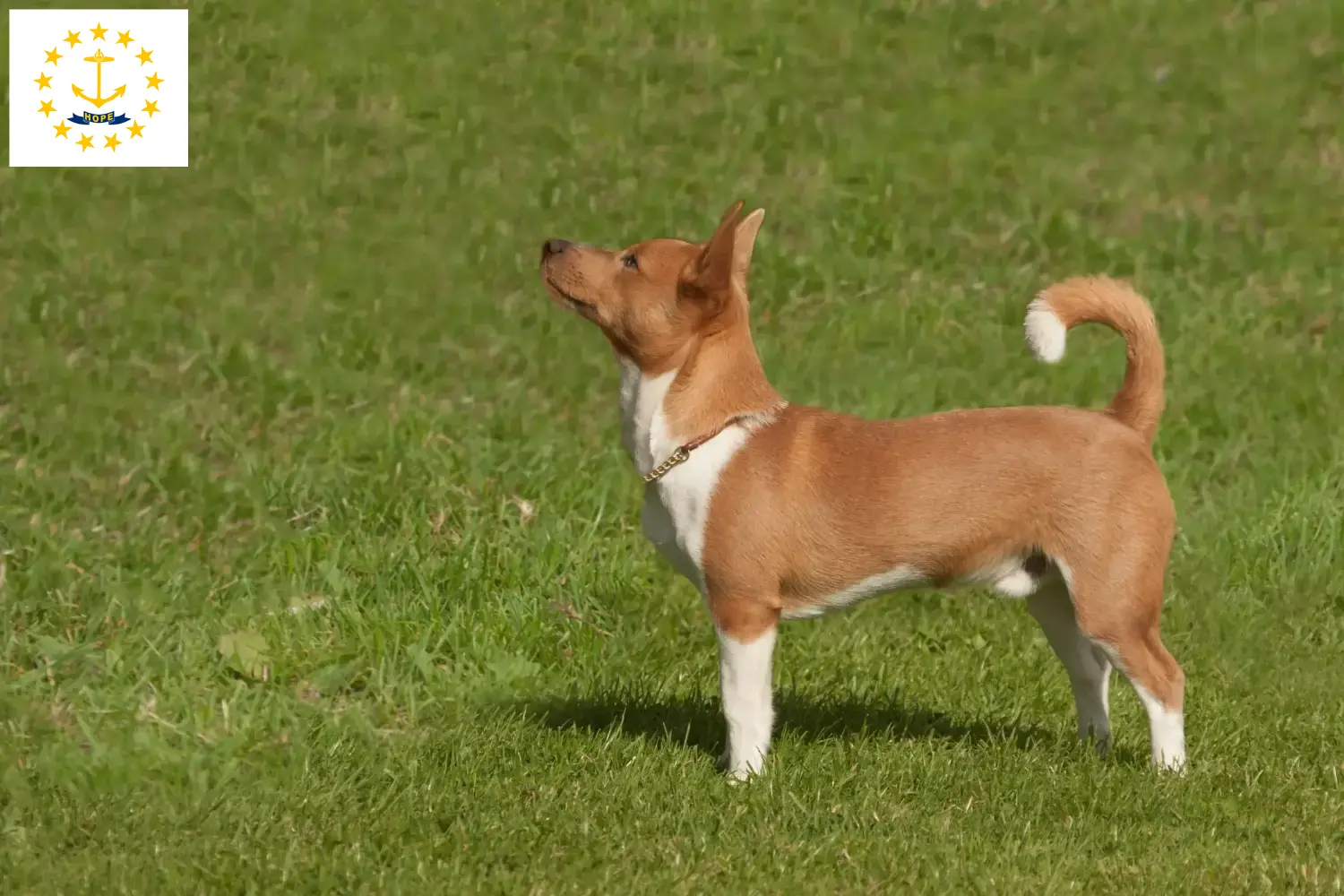 Podenco puppies and breeders Rhode Island Find Podencos breeders in Rhode Island here.