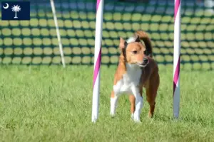 Read more about the article Podenco breeders and puppies in South Carolina
