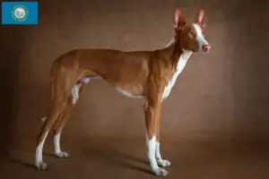 Read more about the article Podenco breeders and puppies in South Dakota