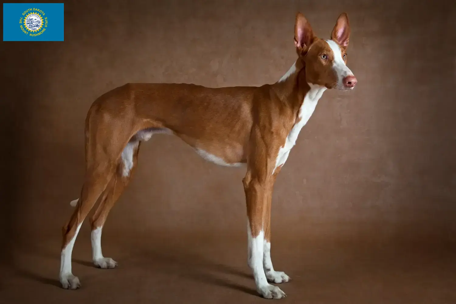 Podenco puppies and breeders South Dakota Find Podencos breeders in South Dakota.