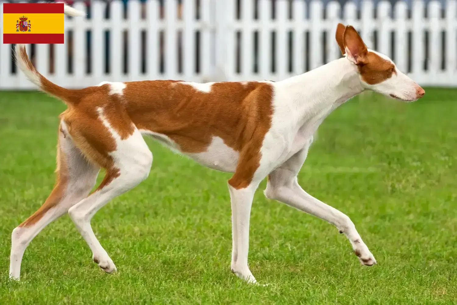 Podenco puppies and breeders Spain Find Podencos breeders in Spain here.